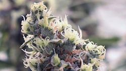 Ohio Late Flower20