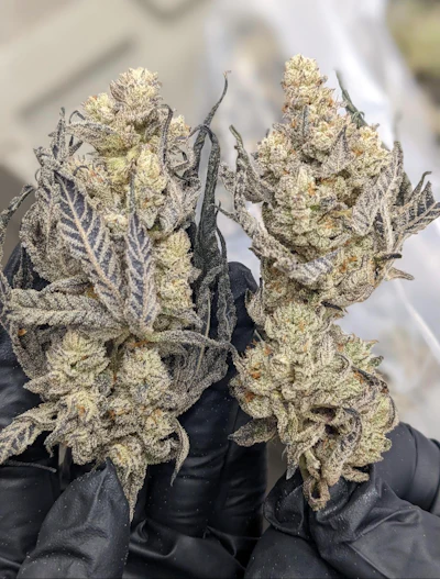 Harvested cannabis from Galenas.