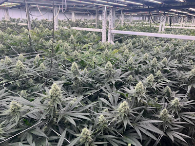 buy palm plant Mule Palm, Butiagrus Nabonnandii X main image 1