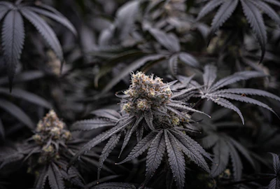 Cannabis plants grow inside one of Galenas' flowering rooms in Akron, Ohio.