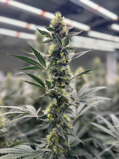 Cannabis plants grow inside one of Galenas' flowering rooms in Akron, Ohio.