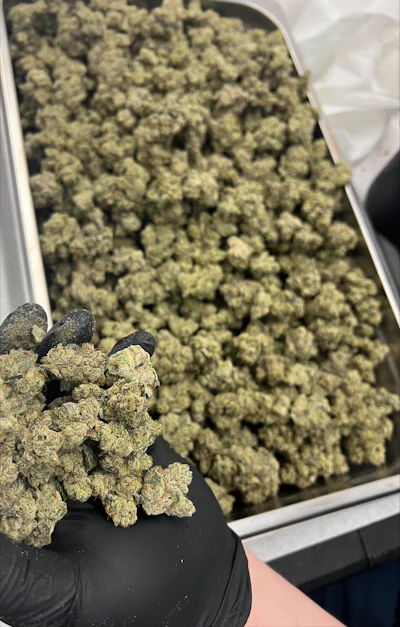 Hand-trimmed cannabis at Galenas.