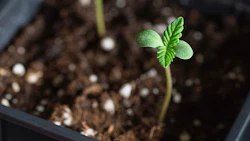 Seedling 438195048