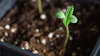 Seedling 438195048