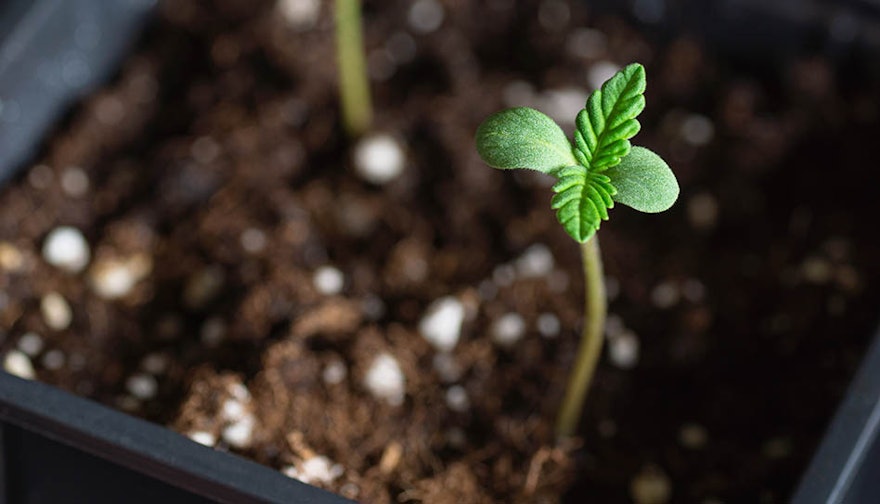 FDA, DEA May ‘Lack the Resources’ to Enforce New Federal Hemp Product Ban