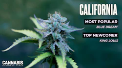 California Top10 Strains 2025 Display