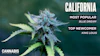 California Top10 Strains 2025 Display