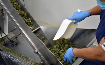 Cannabis Worker 0813