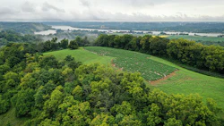 Kentucky Hemp 290794229