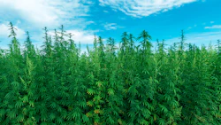 Hemp 303818064