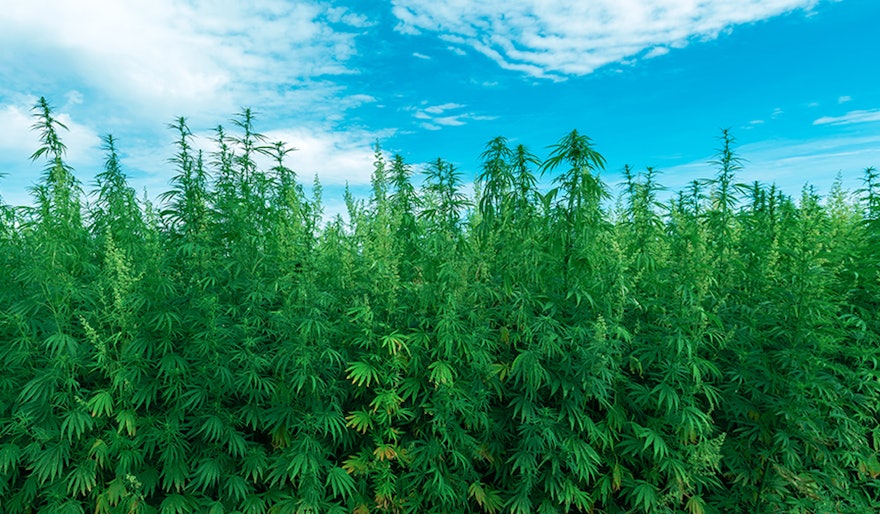 2026 Farm Bill Strives to Reduce Regulatory Burdens for Industrial Hemp Producers