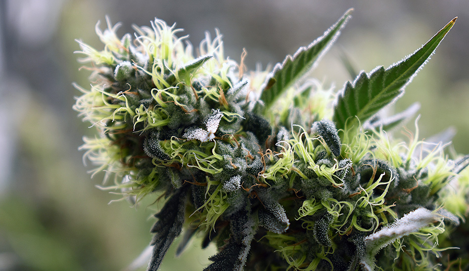 Late Flower24