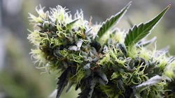 Late Flower24
