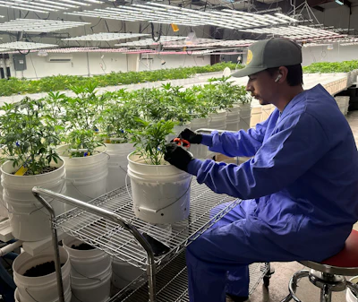 A Farmtucky medical cannabis cultivation worker in Kentucky.