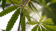 Hemp 273190259