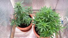 Home Grow 341677159