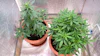 Home Grow 341677159