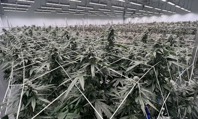 Paul's Boutique's flower room.