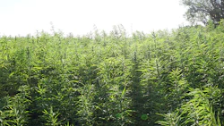 Hemp 100432463