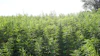 Hemp 100432463