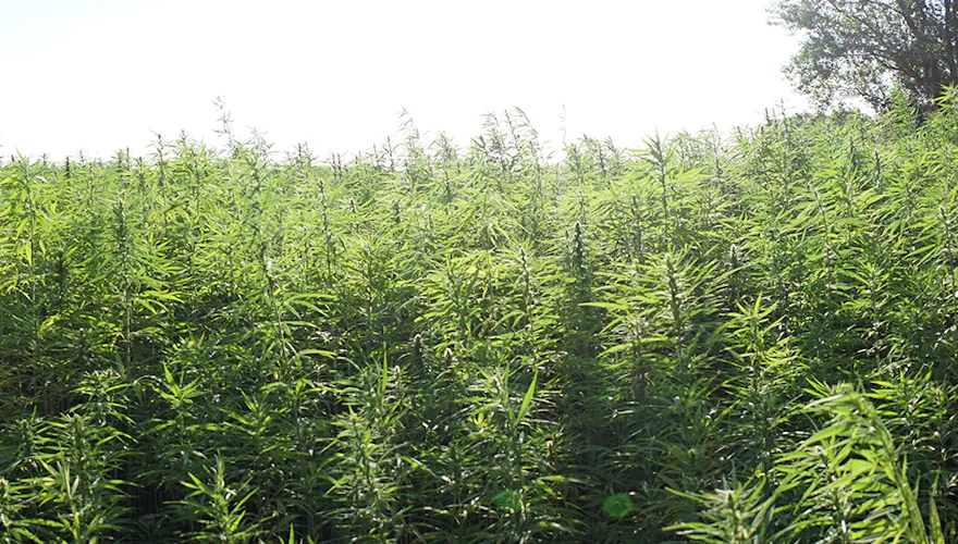 US House Passes 2026 Farm Bill; Intoxicating Hemp Product Ban Remains