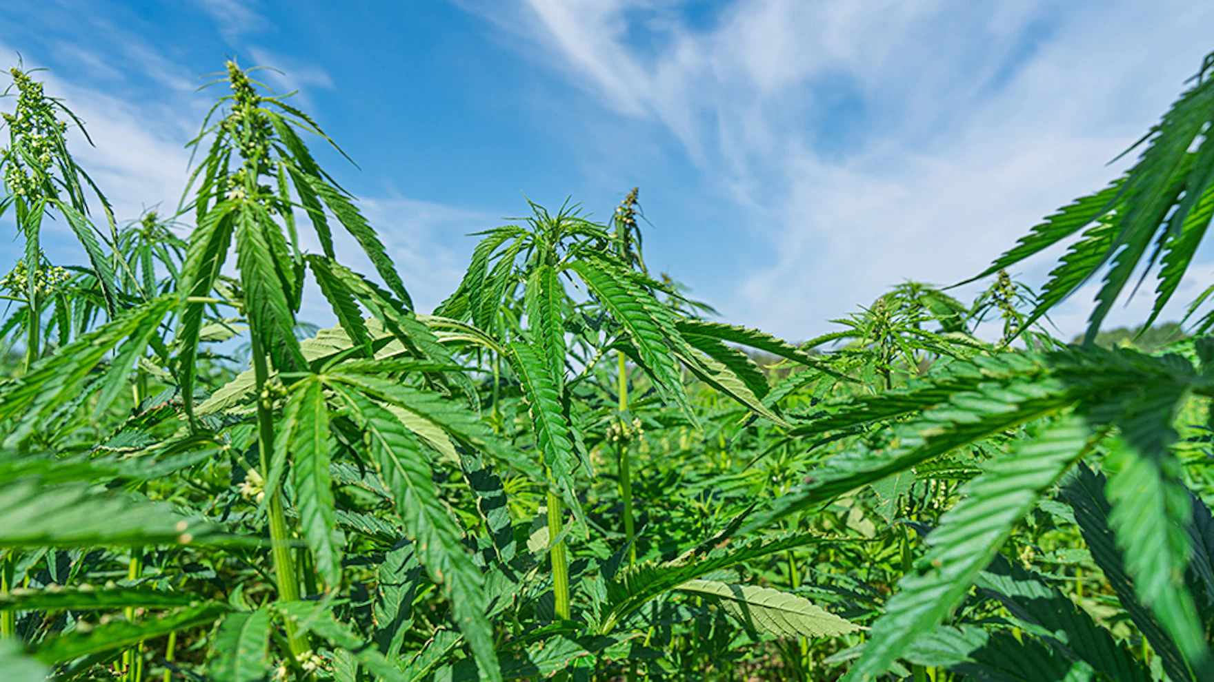 Trump Calls on Congress to Fix Law Imposing a Forthcoming Hemp Product Ban Trump Calls on Congress to Fix Law Imposing a Forthcoming Hemp Product Ban
