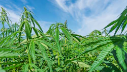 Hemp Plants 1880329534