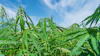 Hemp Plants 1880329534