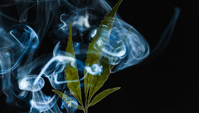 Mj Smoke 175513134
