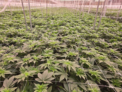 See plants being cultivated at scale.