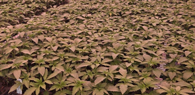 Seedling trays. 'Seeding trays [is] simple automation. You’re not individually poking holes in every one of your plugs and putting the seed in a very specific way. There’s vacuum seeders and some other tools that really make the process efficient so you can bring down your cost for starting plants. So, I think that’s an easy adoption ....' - Matthew Indest on automation in cannabis.
