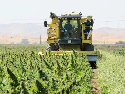 Terpene Belt Farms harvest. The company provides a scaled supply of hemp essential oil.