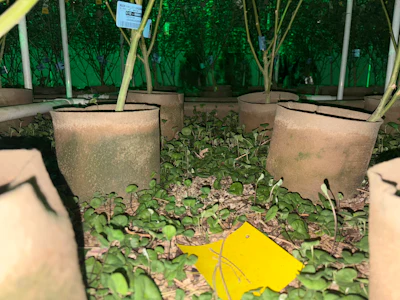 A Moon Valley soil bed under canopy