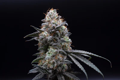 Moon Valley's Neon Panther cultivar