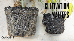 Pythium, often observed as plant wilt, is common if plants are consistently overwatered and in a saturated root zone.