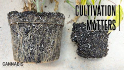Pythium, often observed as plant wilt, is common if plants are consistently overwatered and in a saturated root zone.