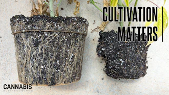 Pythium, often observed as plant wilt, is common if plants are consistently overwatered and in a saturated root zone.