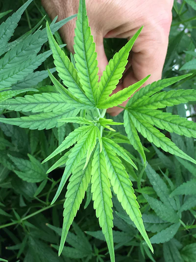 Figure 2: Iron deficiency observed as interveinal chlorosis of the upper foliage as a result of high substrate pH.