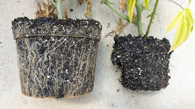 Figure 1: Pythium, often observed as plant wilt, is common if plants are consistently overwatered and in a saturated root zone.