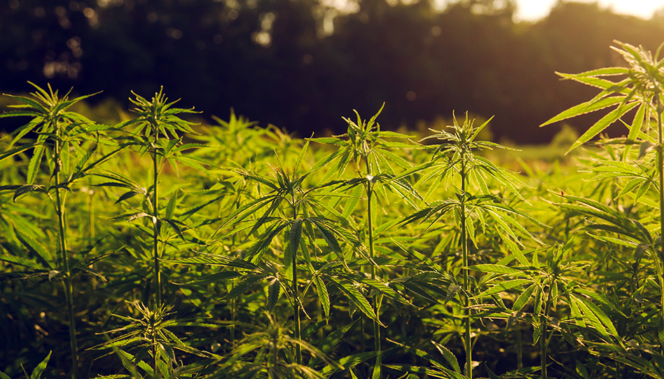 Ohio Hemp 163698809