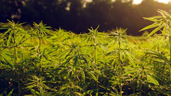 Ohio Hemp 163698809