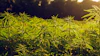 Ohio Hemp 163698809