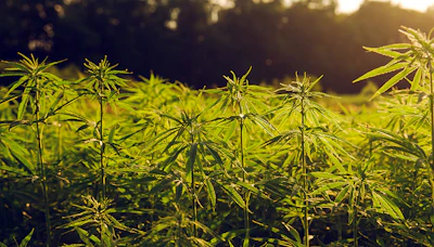 Ohio Hemp 163698809