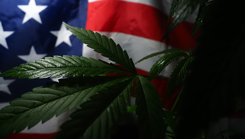 Us canna 618414605