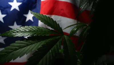 Us canna 618414605
