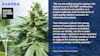 Aurora Cannabis Inc Safari Flower Company A Wholly Owned Subsi