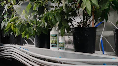 CANNA introduces CANNA Control™, a ready-to-use foliar spray designed to help growers manage common soft bodied pests and pathogens while supporting healthy, vigorous plant growth.