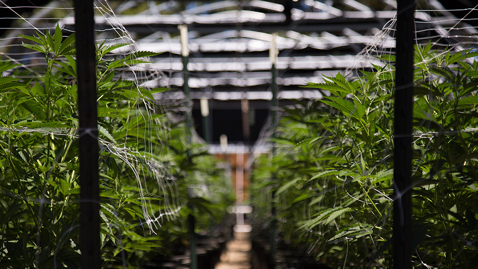 Cannabist Nj 243589890