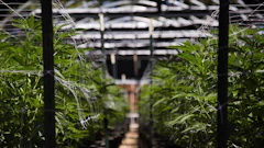 Cannabist Nj 243589890