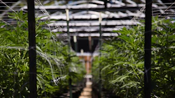 Cannabist Nj 243589890